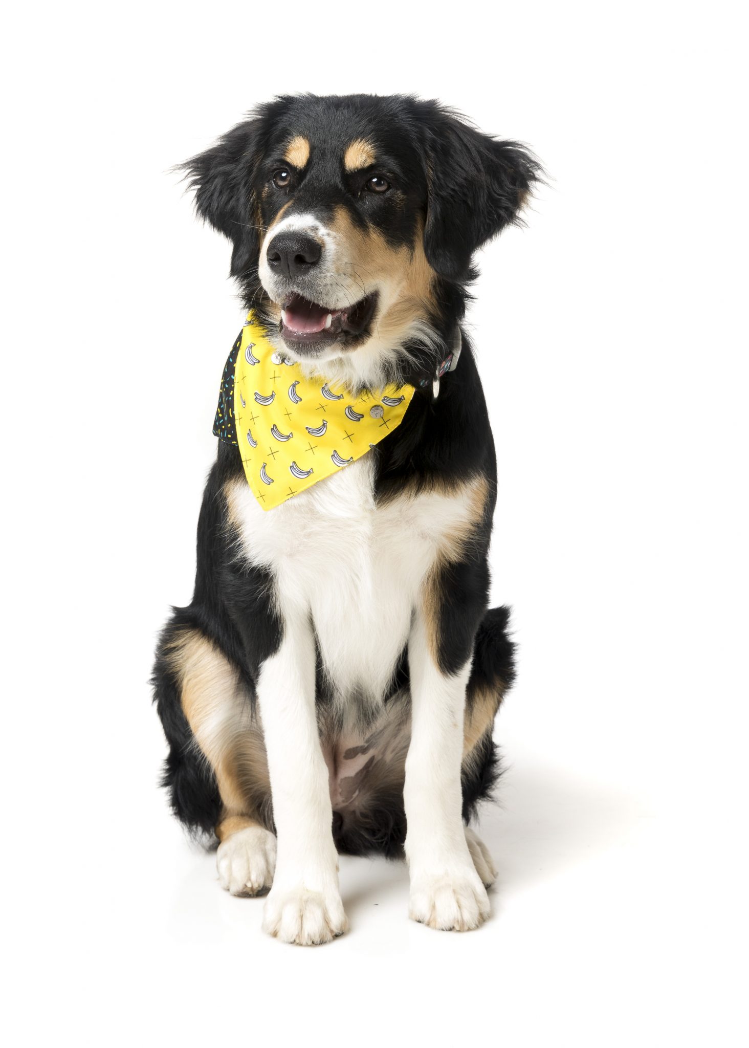 fuzzyard monkey mania dog bandana