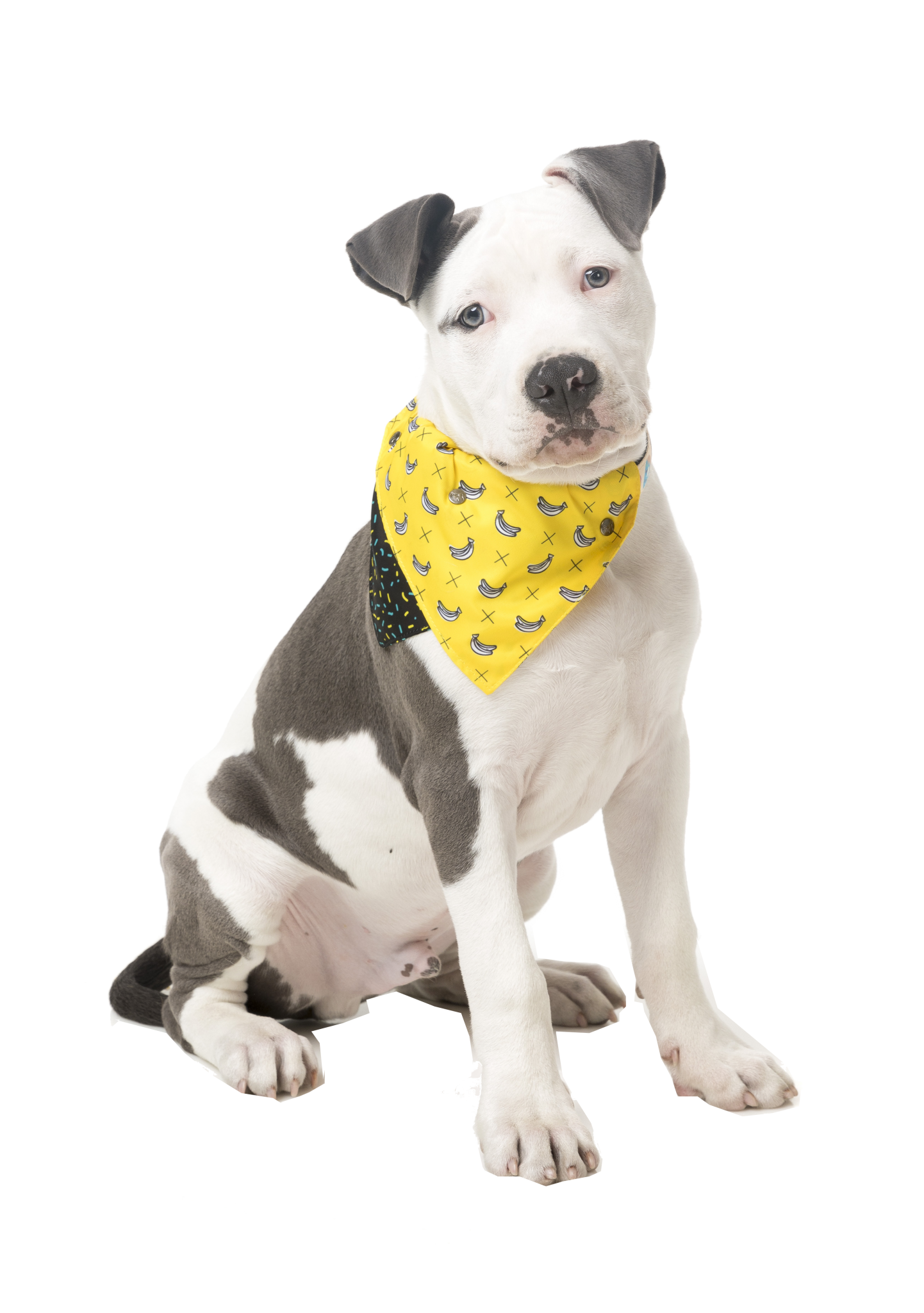 fuzzyard monkey mania dog bandana