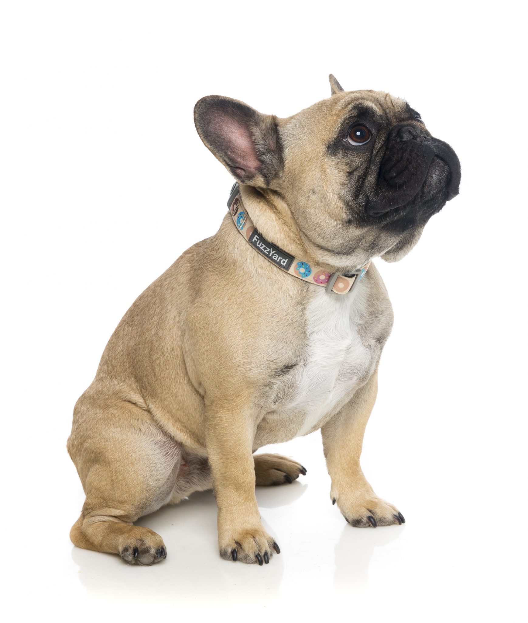 fuzzyard go nuts dog collar