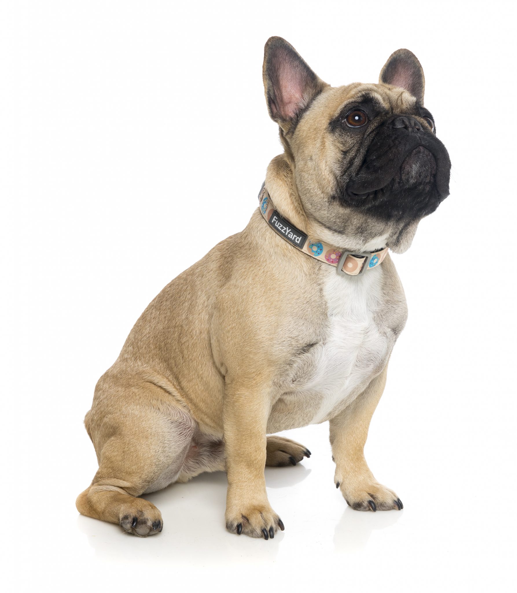 fuzzyard go nuts dog collar