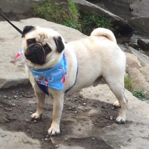 Blue Red Nautical dog bandana