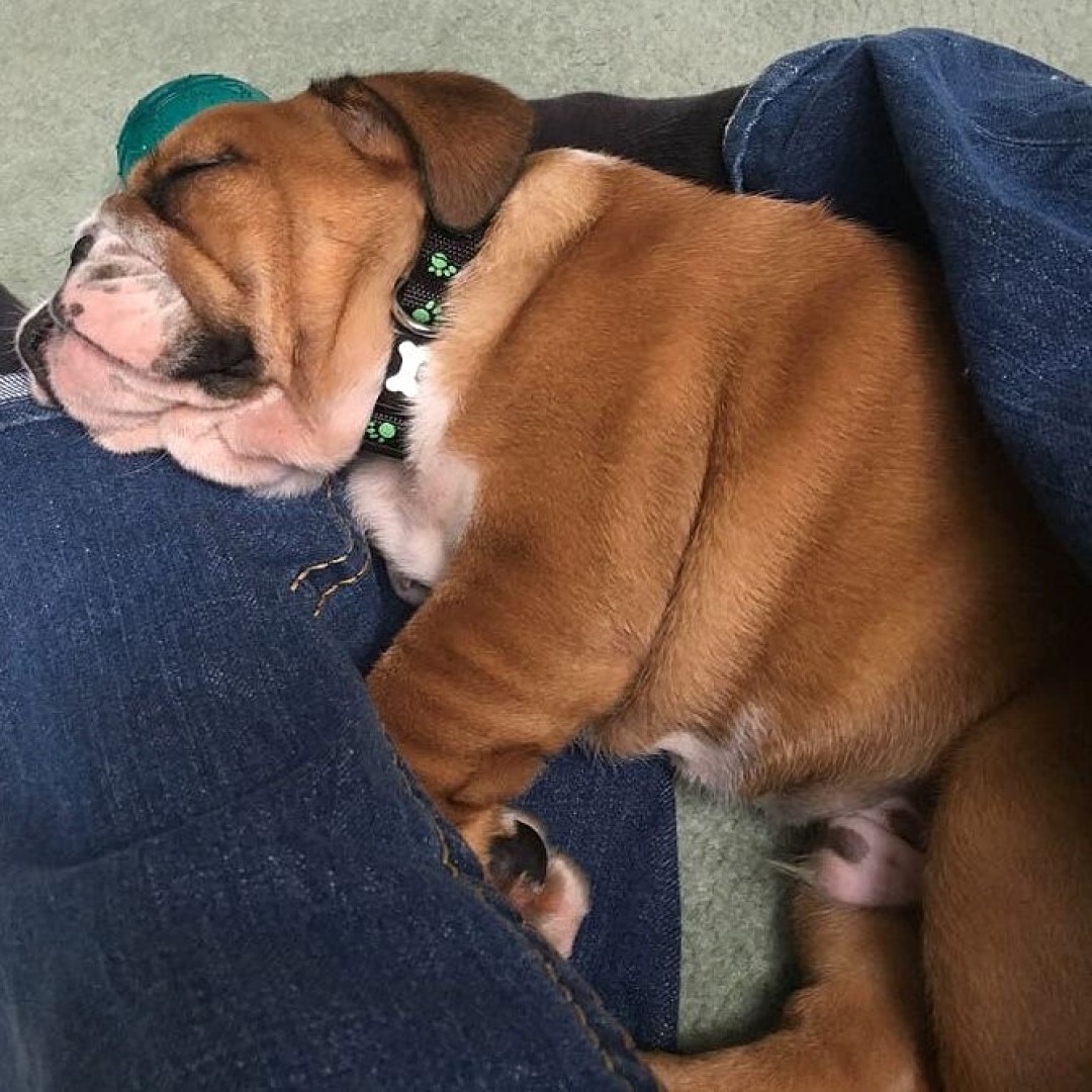 My First Puppy, My Story