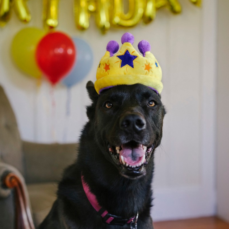 PLAY Party Time Dog Toy - Crown