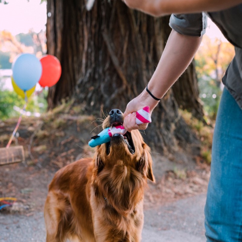 PLAY Party Time Dog Toy - Party Horn