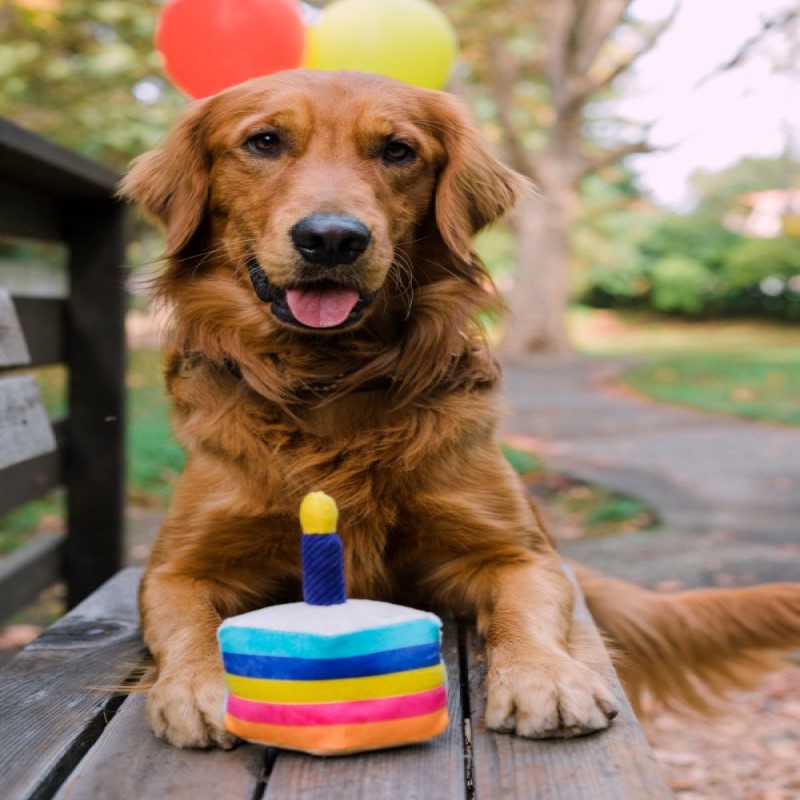 PLAY Party Time Dog Toy Cake