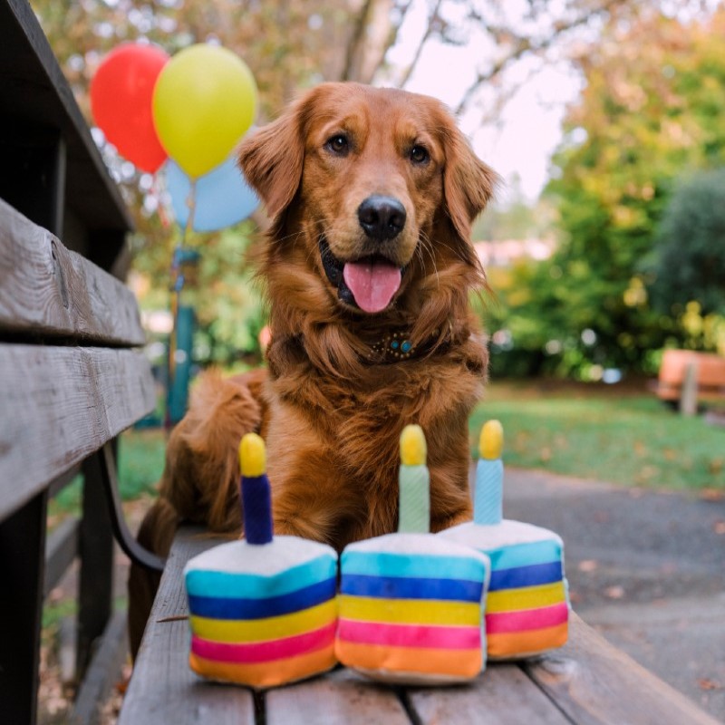 PLAY Party Time Dog Toy Cake