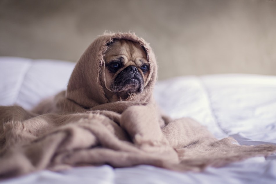 10 Most Common Skin Problems in Dogs 10 Most Common Skin Problems in Dogs