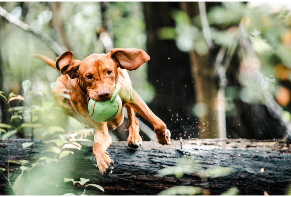 Types of Gift Ideas For Dog Lovers To Buy for their Dog Types of Gift Ideas For Dog Lovers To Buy for their Dog