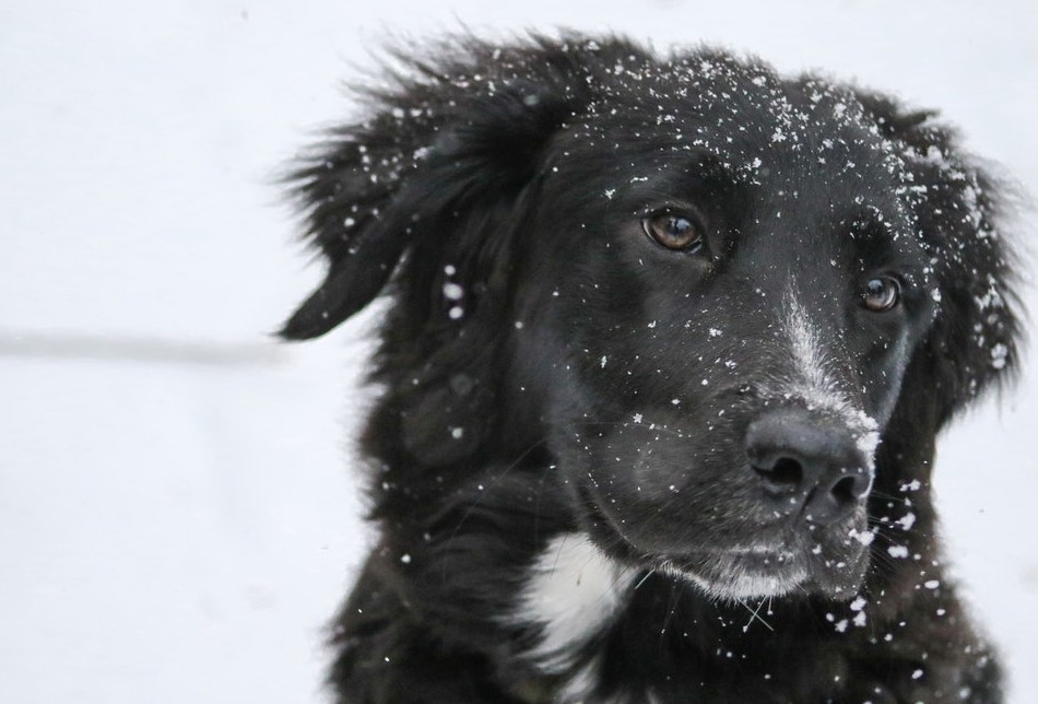 The 11 tips you need for walking your dog in cold weather