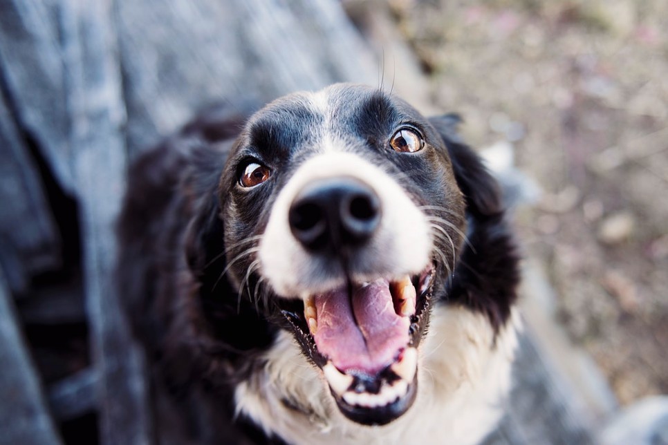 5 signs your pet might need dental care 5 signs your pet might need dental care
