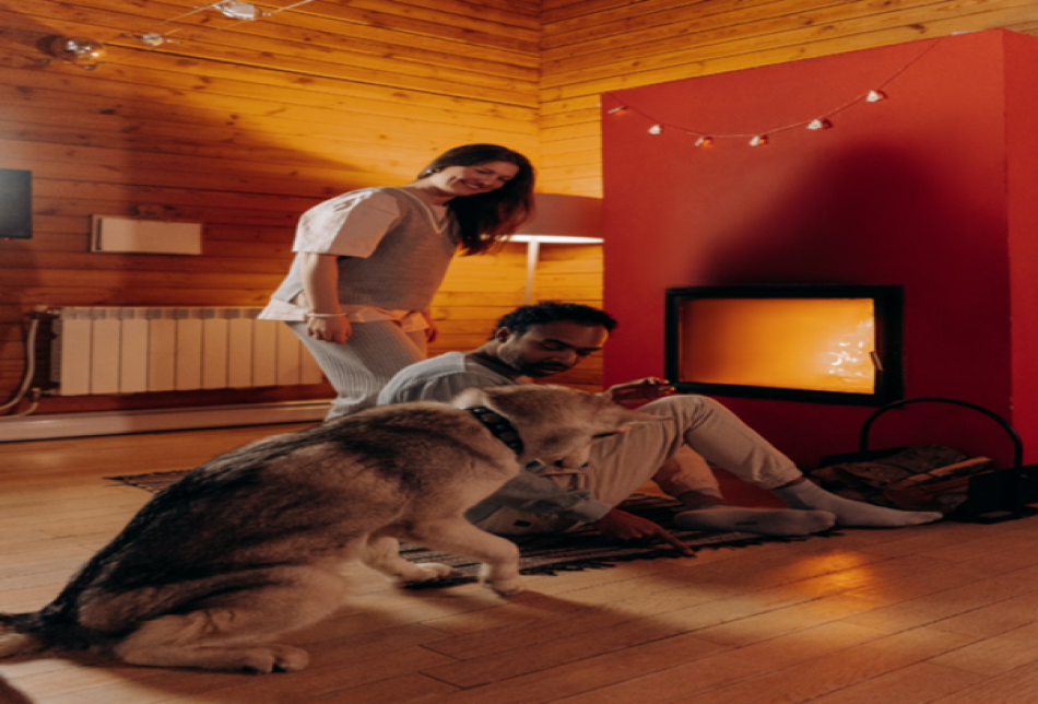 How to keep your dog entertained when you’re at home How to keep your dog entertained when you’re at home