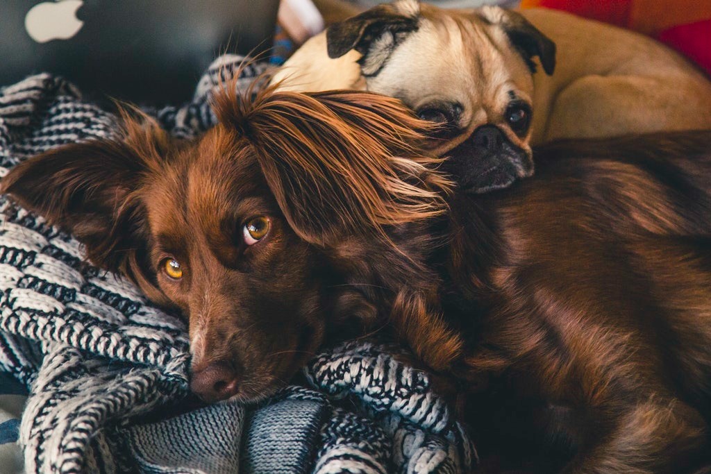 What You Need to Know About Heart Disease in Dogs