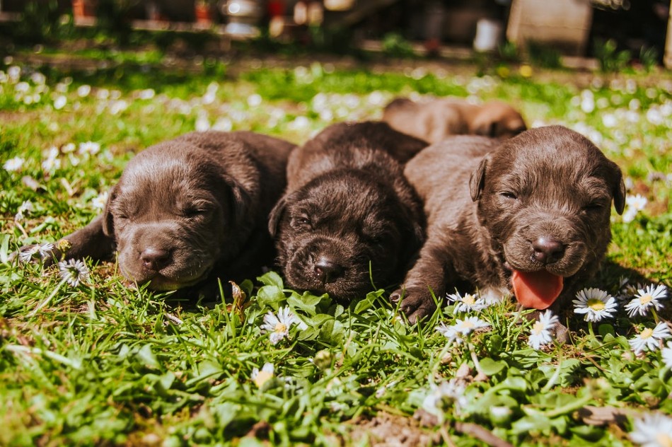 What Items Should I have At Home For A New Puppy What Items Should I have At Home For A New Puppy