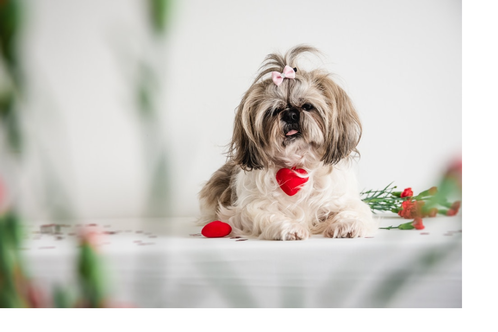 Make The Day Special With These Valentine Ideas To Treat Your Dog Make The Day Special With These Valentine Ideas To Treat Your Dog