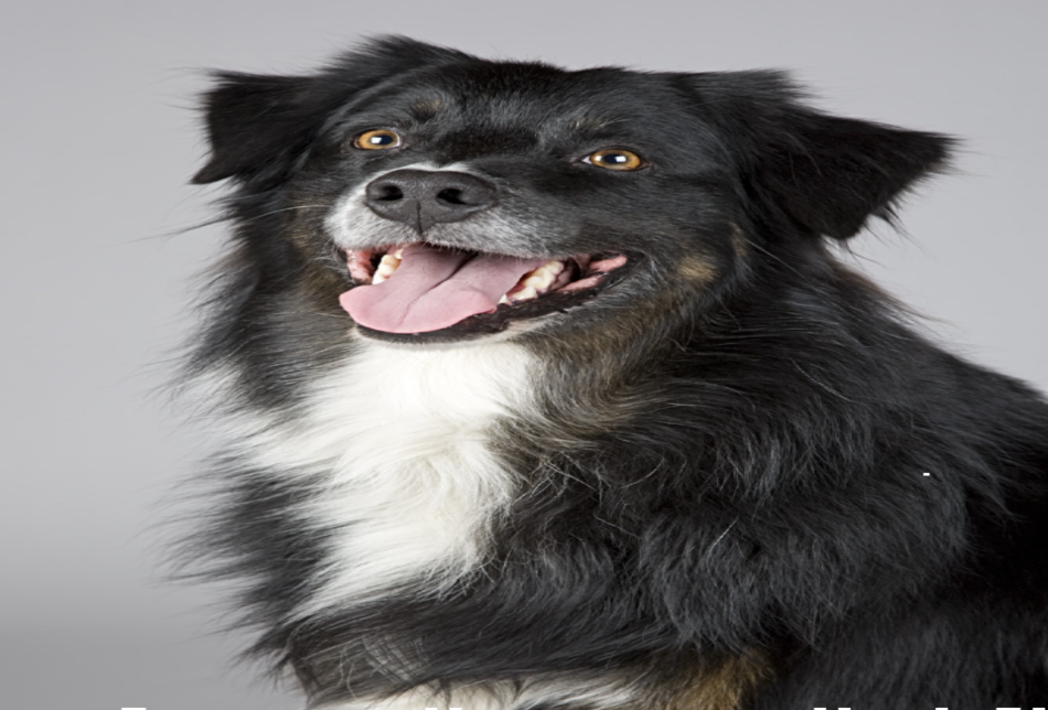 5 Ways to Help Keep Your Dog’s Teeth and Gums Healthy 5 Ways to Help Keep Your Dog’s Teeth and Gums Healthy