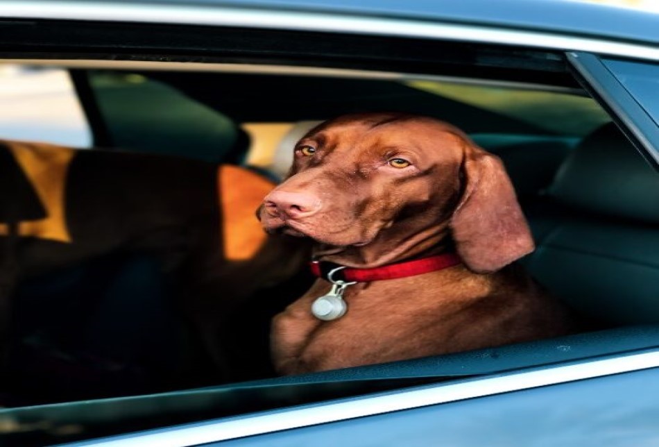 Hot Dogs in Cars